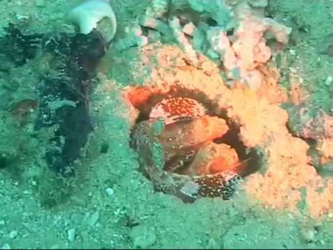 diving paul vermeulen duiken borneo kapalai