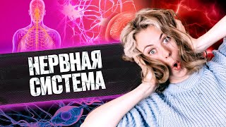 картинка: Нервная система | Летний курс | БиоФАК 2022