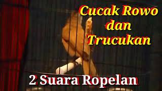 Download Lagu 3.5 Juta Trucuk Ropelan kombinasi Cucak Rowo MP3