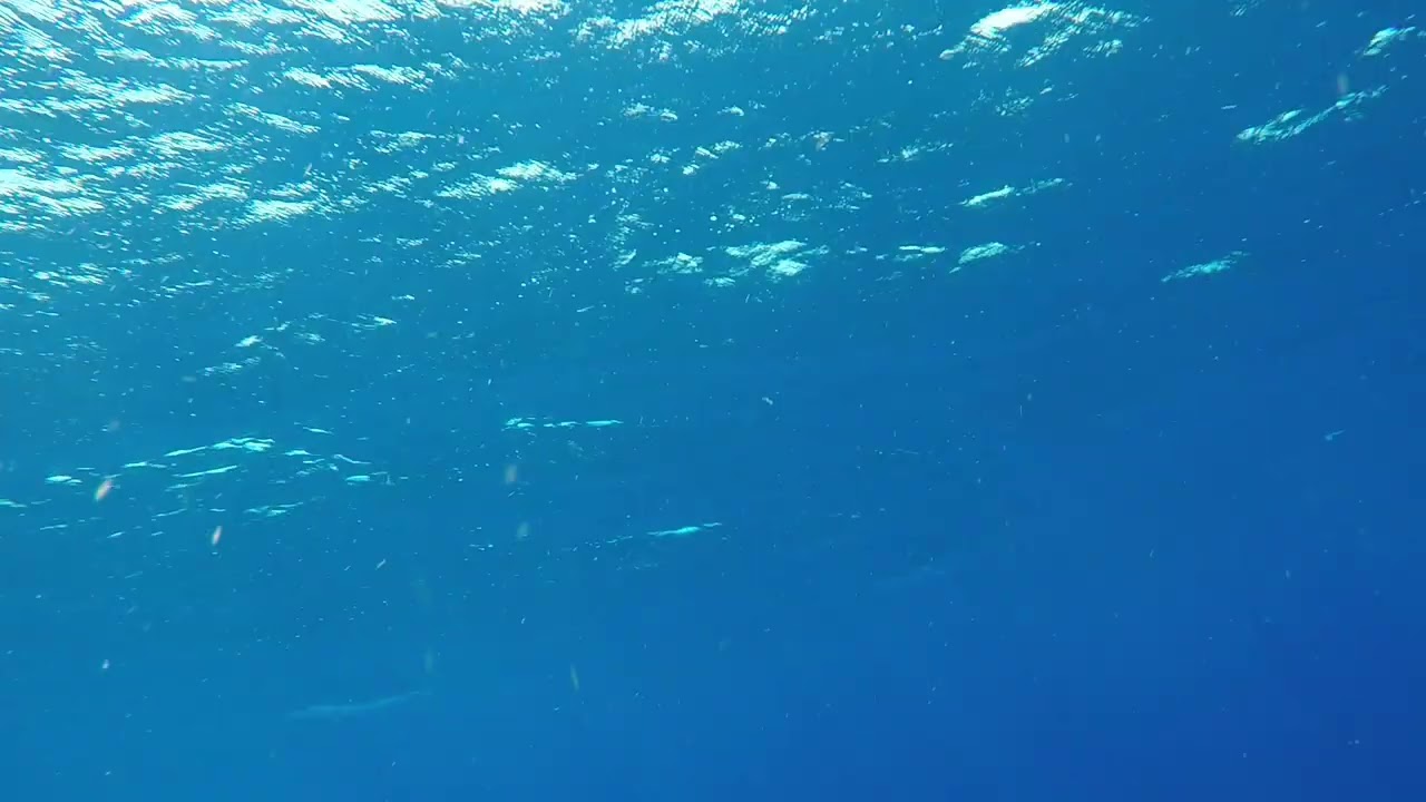 Barracuda apagada. Mergulho em Guarajuba 