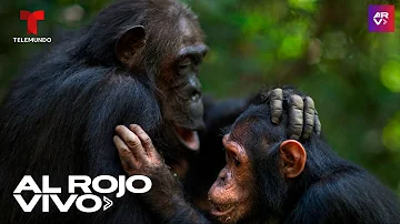 ¿Por qué las hembras de chimpancé tienen el trasero grande?