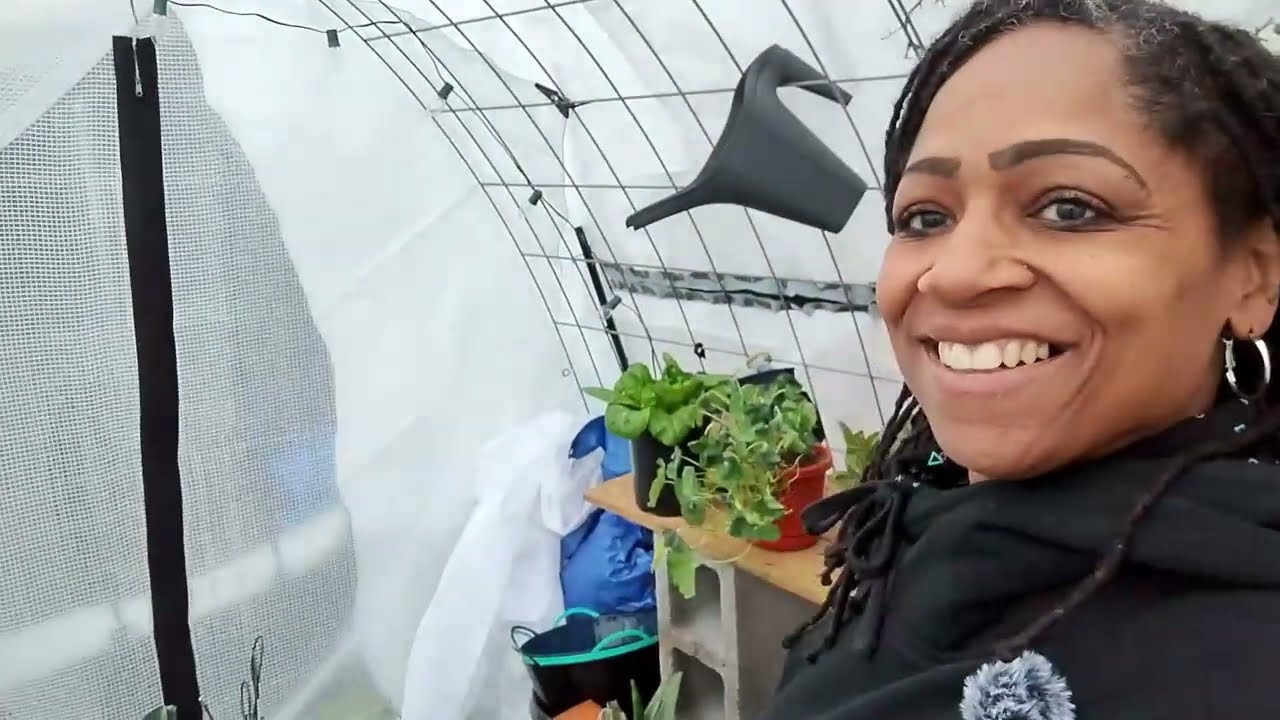 Getting ready for the Freeze plus final winter harvest