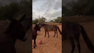 Animal Police Newsletter November 2024