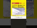 登山道に体長約1.5ｍのクマ目撃　男女４人が一時立ち往生　ヘリコプターで救助　北海道・トムラウシ山