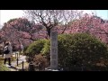 隋心院　名勝小野梅園　観梅会