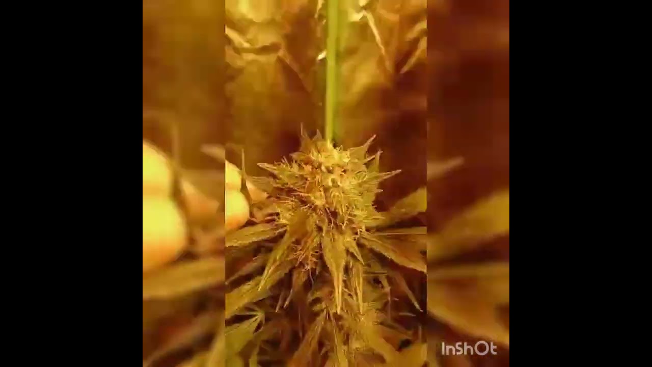 🍇AUTO BLACK BERRY Y 🍌BANANA BLAZE  😎 8 SEMANAS