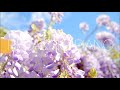 Relaxing Piano Music 🍀 Soft Piano Music 🍀 Piano Music For Stress Relief 🍀  Meditation Piano Music