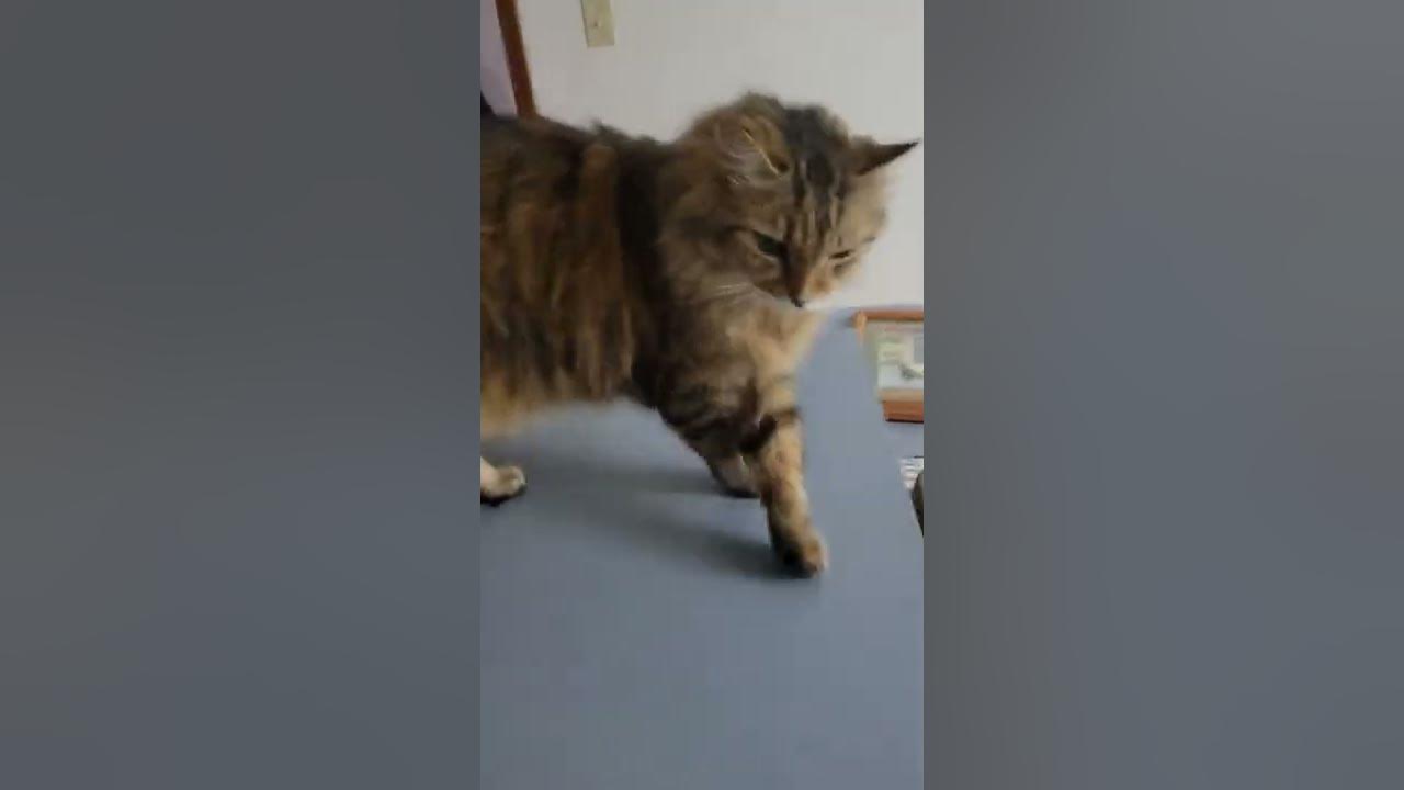 my-cat-rubs-her-face-against-mine-youtube
