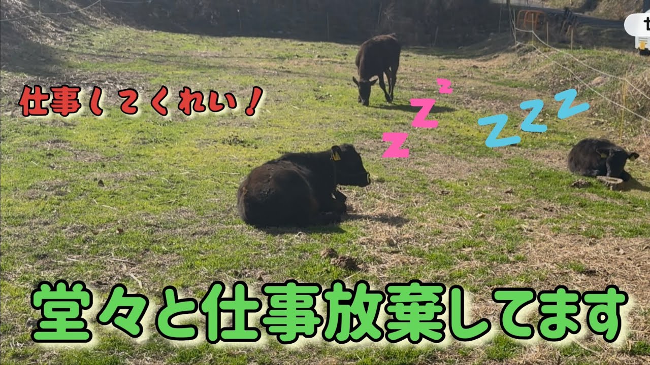 【2度寝】仕事をサボってお昼寝