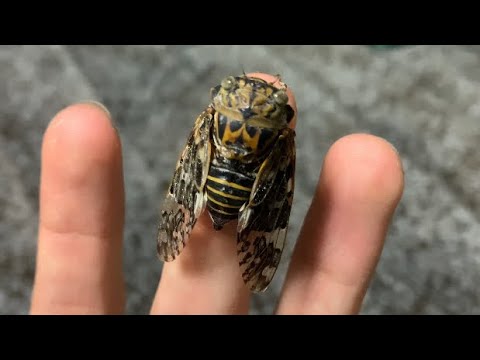 Singing kaempfer cicada on my hand (Cicada in Kanto Japan) July 26