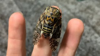 Singing kaempfer cicada on my hand (Cicada in Kanto Japan) July 26, 2022 - Shigu Scott シグ・スコット