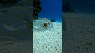 Blue-spotted stingray