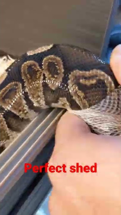 Royal Python shedding 🐍🐍🐍 - YouTube
