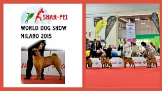 Chinese Shar-Pei breed at World Dog Show 2015 in Milan, Italy - from puppy class to veteran class Chinese Shar-Pei breed at World Dog Show 2015 in Milan, Italy - from puppy class to veteran class