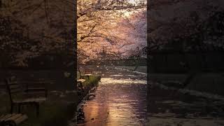 【ASMR】春の川辺|癒しの環境音・睡眠導入・作業用BGM #asmr #作業用bgm #癒し #train #眠る #作業用bgm
