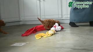 Friendly Miniature Poodle Puppies