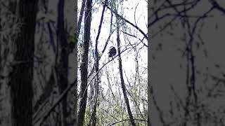 Red Shouldered Hawk visit #florida #wildlife #nature #backyard #hawk Red Shouldered Hawk visit #florida #wildlife #nature #backyard #hawk