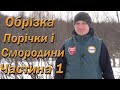 Обрізка смородини і порічки частина №1