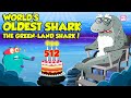 Greenland Shark Quiz
