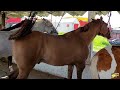 PLAZA GANADERA RANCHO,LAS TABLAS,CABALLOS FINOS-CABALLOS PONYS BARATOS-MULAS,MACHOS Y BURROS.