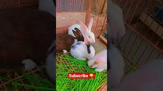 beautiful Rabbit new reviews this season Birds market Video