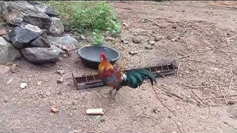 Jungle fowl lineage #1 #junglefowl #red #siruvidai 