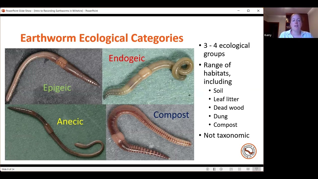 An Introduction to Recording Earthworms in Wiltshire 