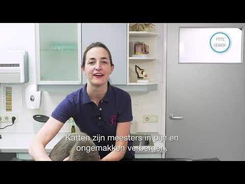 Video: Wat Te Doen Als Je Kat Veel Drinkt?