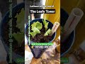 Lettuce Gardening in The Leafy Towers #verticalgardening #balconygardening #terracegardening