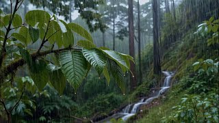 Warning: Gentle Forest Rain Sounds — Only for Those Who Want to Relax, Unwind, and Drift Into Sleep