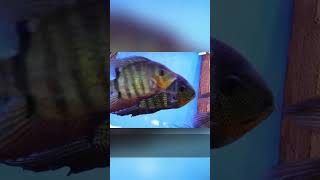 Meet Severums: The Posing, Personable & Relaxing Aquarium Stars!