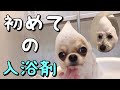 【お風呂】初めての入浴剤！泡風呂でふわもこでいい香りになった犬(チワワ ぼんちゃん&トイプードル こふく)/give a dog a bath