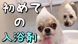 【お風呂】初めての入浴剤！泡風呂でふわもこでいい香りになった犬(チワワ ぼんちゃん&トイプードル こふく)/give a dog a bath