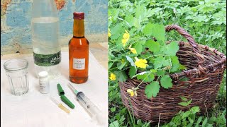 Juice 🍀 celandine without alcohol additives - how to make and preserve (juice).