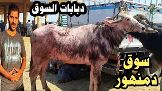 سوق المواشي بدمنهور ( عجلين جاموس لحم دبابات بس ال خدهم طلع معلم