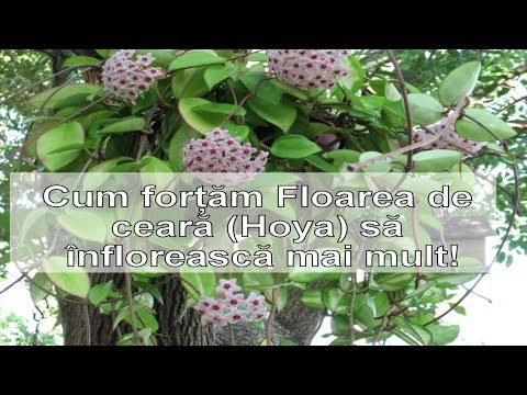 Cum fortam Floarea de ceara (Hoya) sa infloreasca!