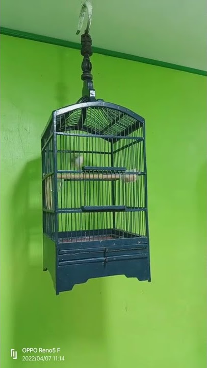 ciwah materi cililin sambung brem umur 3 bulan jalan #cibleksawah #ciblek #masteran #cililin