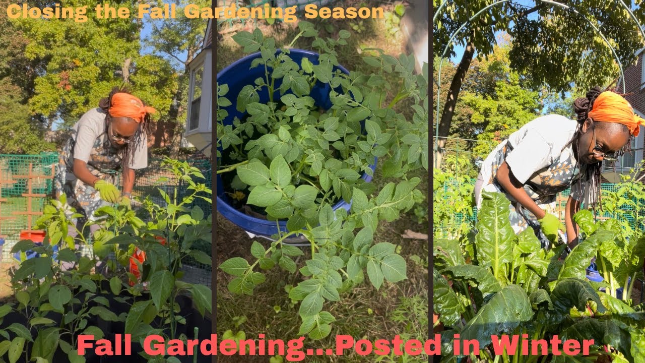 Looking Back at Fall: My Last Vegetable Garden Reset