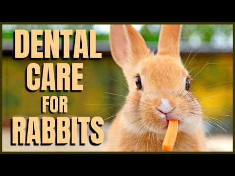 Vídeo: Rabbit Dental Care 101