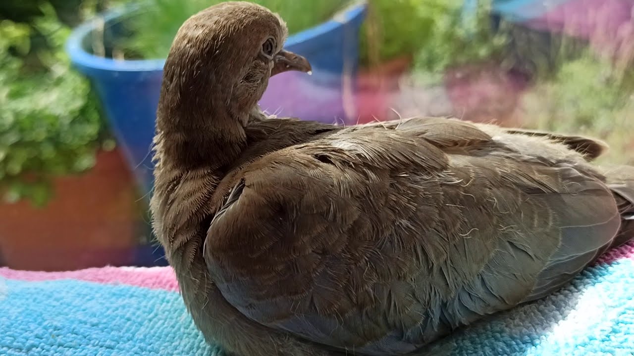 Tauben trinken anders als andere Vögel, verletzte Türkentaube braucht Hilfe - Taubenvideo 1
