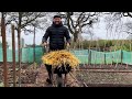 UK Allotment Update | Planting Potatoes with Straw | April