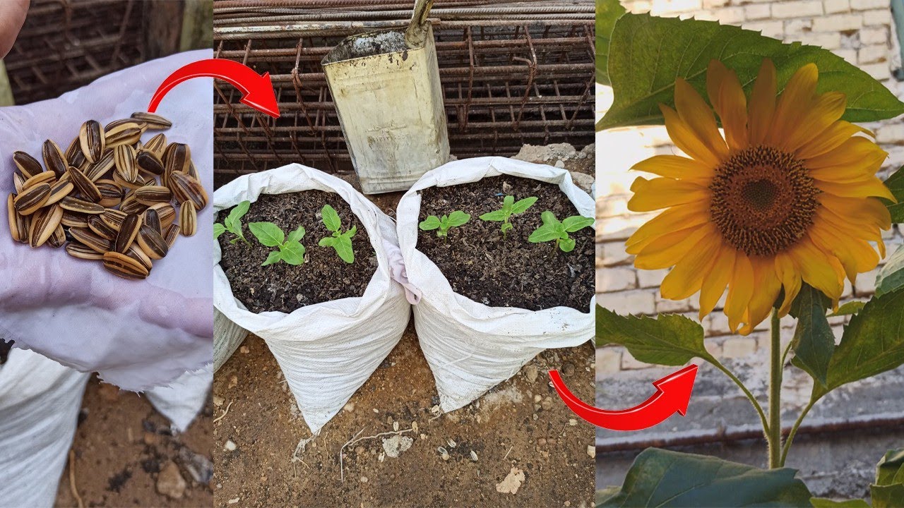 How to grow sunflowers at home - step by step - YouTube