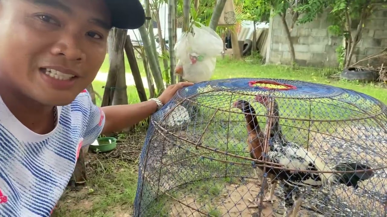 นำเข้าไก่ยักษ์บราซิล #ไก่ยักษ์ #ไก่ยักษ์บราซิล #ไก่บราซิล