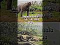 Titanoboa vs arctotherium titanoboa shortfacedbear paleontology prehistoric youtubeshorts