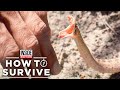 Download How To Survive A Venomous Snake Bite How To Survive A Venomous Snake Bite