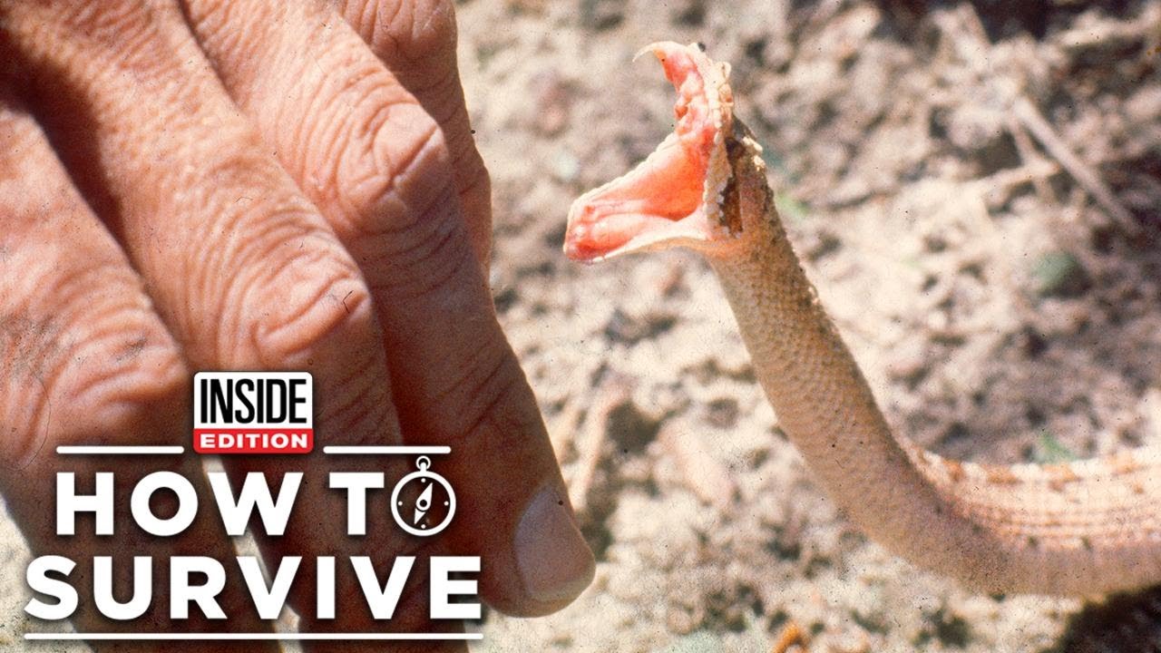 How To Survive A Poisonous Snake Bite - Snake Poin