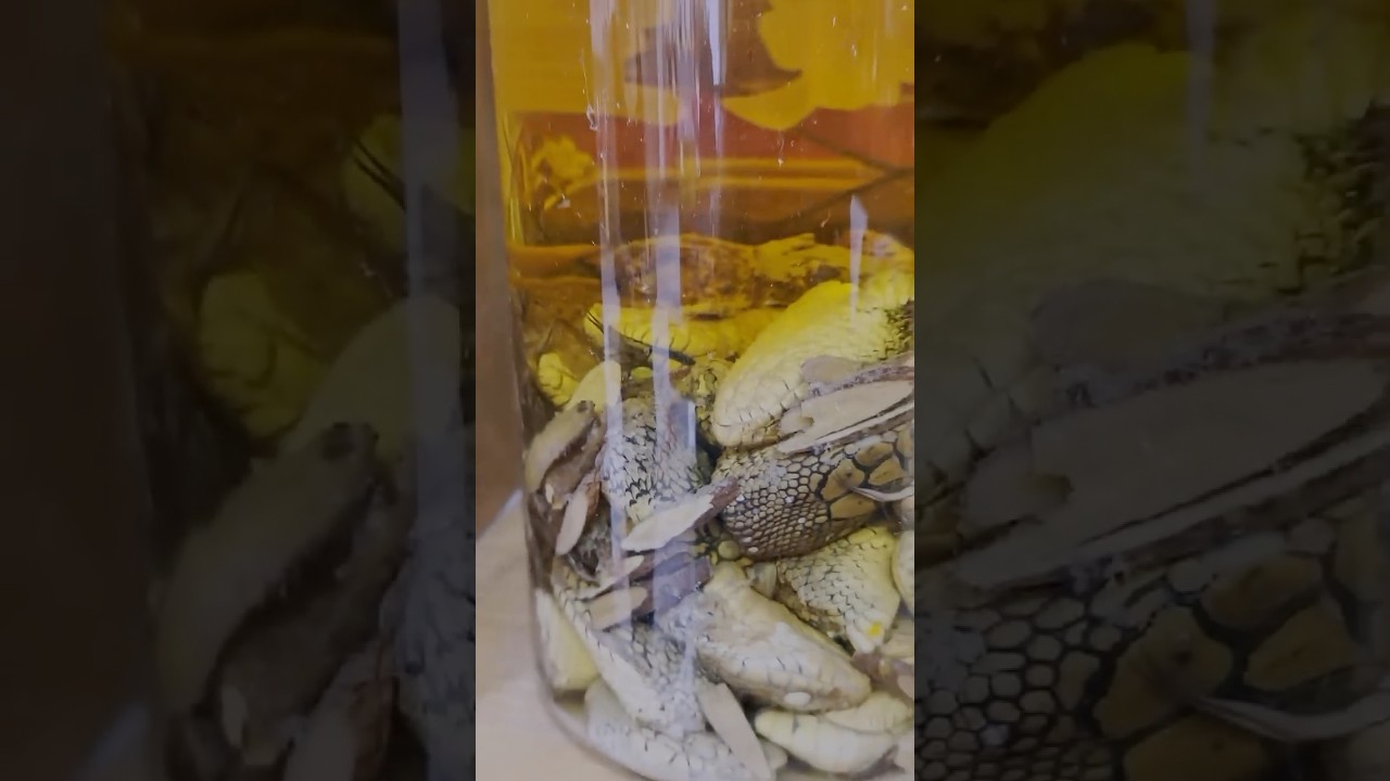Eating snake in taiwan . want to see full video? subscribe to see tommorow.