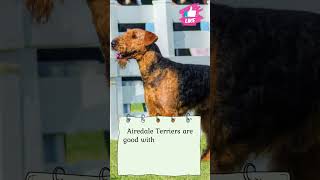 Airedale Terrier FACTS   A Breed of Strength and Intelligence!