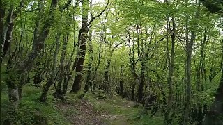 Download Lagu Ravanac u proljećnoj idili,sve zeleni 15.April 2024. MP3