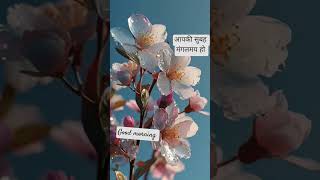 good morning everyone #flowers #nature #shortsviral